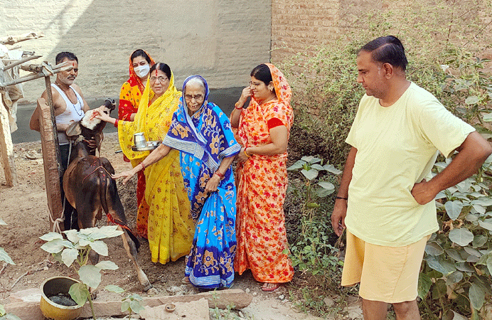 Bikaner News : महिलाओं ने परंपरागत रूप से मनाया बछ बारस का पर्व, गाय-बछड़े की पूजा कर सुनी कथा 3 बीकानेर में बछ बारस