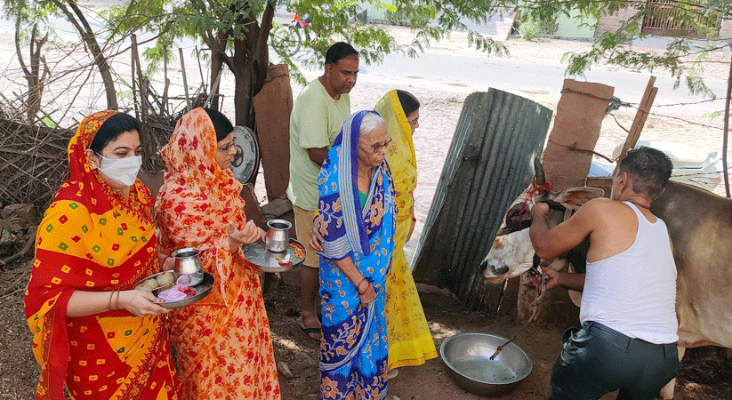 Bikaner News : महिलाओं ने परंपरागत रूप से मनाया बछ बारस का पर्व, गाय-बछड़े की पूजा कर सुनी कथा 2 Bachh Baras In Bikaner