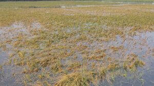 धान की फसल बर्बादी की कगार पर, नुकसान का नहीं हुआ आकलन